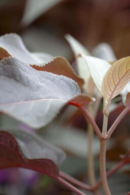 Fluweelhortensia Hydrangea aspera 'Hot Chocolate' struik 25-30 C3 Hydrangea aspera 'Hot Chocolate' struik 25-30 cm