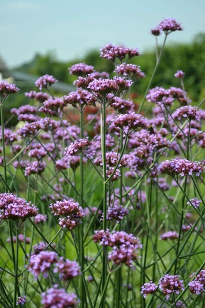 IJzerhard Verbena bonariensis 10-15 Pot C2 Verbena bonariensis
