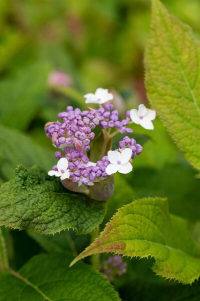 Hortensia Hydrangea involucrata struik 30-40 C3 Hydrangea involucrata struik 30-40 cm