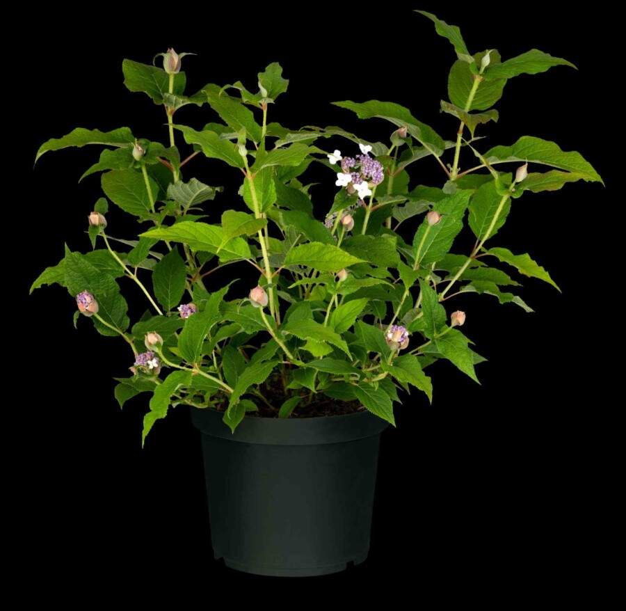 Hortensia Hydrangea involucrata struik 30-40 C3 Hydrangea involucrata struik 30-40 cm