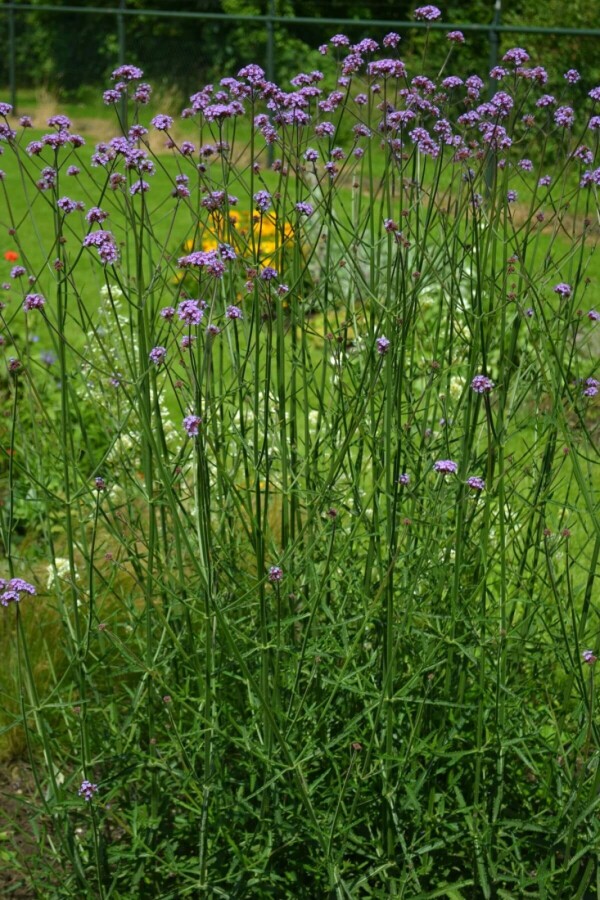 IJzerhard Verbena bonariensis 5-10 Pot P9 Verbena bonariensis