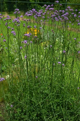 IJzerhard Verbena bonariensis 5-10 Pot P9 Verbena bonariensis