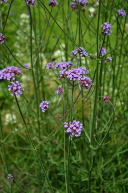IJzerhard Verbena bonariensis 5-10 Pot P9 Verbena bonariensis