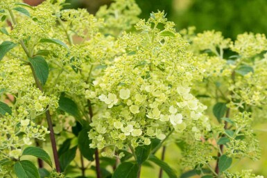 Pluimhortensia Hydrangea paniculata 'Bobo' struik 30-40 C3 Hydrangea paniculata 'Bobo' struik 30-40 cm
