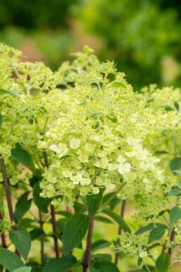 Pluimhortensia Hydrangea paniculata 'Bobo' struik 30-40 C3 Hydrangea paniculata 'Bobo' struik 30-40 cm