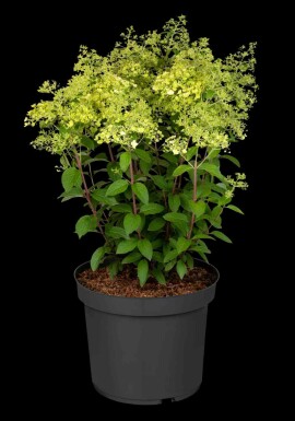 Pluimhortensia Hydrangea paniculata 'Bobo' struik 30-40 C3 Hydrangea paniculata 'Bobo' struik 30-40 cm
