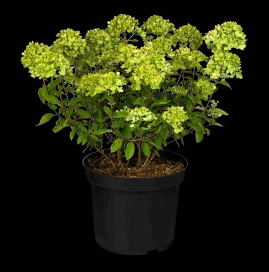 Pluimhortensia Hydrangea paniculata 'Little Lime' struik 40-50 C3 Hydrangea paniculata 'Little Lime' struik 40-50 cm