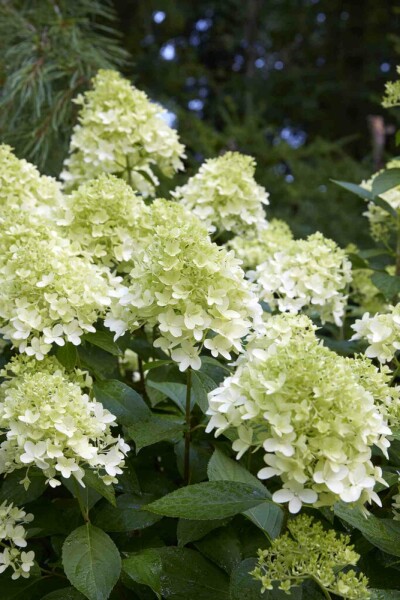Pluimhortensia Hydrangea paniculata 'Little Spooky' struik 30-40 C7,5 Hydrangea paniculata 'Little Spooky' struik 30-40 cm