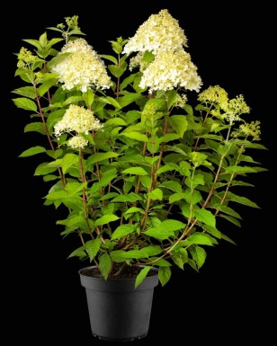 Hydrangea paniculata 'Phantom' C3 25-30