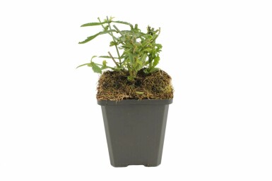 IJzerhard Verbena bonariensis 'Lollipop' 5-10 Pot P9 Verbena bonariensis 'Lollipop'