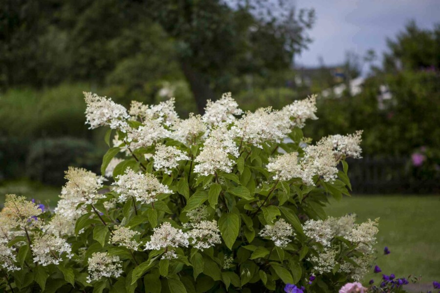 Pluimhortensia Hydrangea paniculata 'Unique' struik 40-50 C2 Hydrangea paniculata 'Unique' struik 40-50 cm