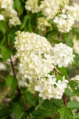 Pluimhortensia Hydrangea paniculata 'Vanille Fraise' struik 40-50 C3 Hydrangea paniculata 'Vanille Fraise' struik 40-50 cm