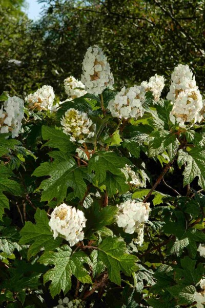 Eikenbladhortensia Hydrangea quercifolia struik 30-40 C3 Hydrangea quercifolia struik 30-40 cm