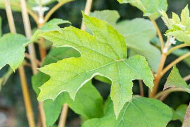 Eikenbladhortensia Hydrangea quercifolia struik 30-40 C3 Hydrangea quercifolia struik 30-40 cm