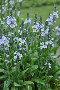 Ereprijs Veronica gentianoides 5-10 Pot P9