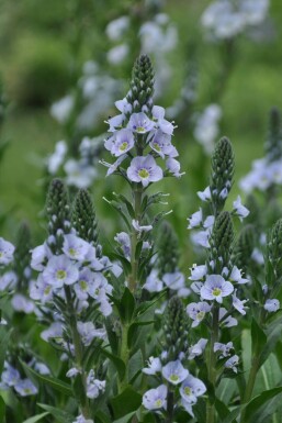 Ereprijs Veronica gentianoides 5-10 Pot P9