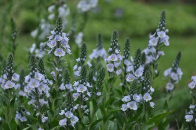 Ereprijs Veronica gentianoides 5-10 Pot P9