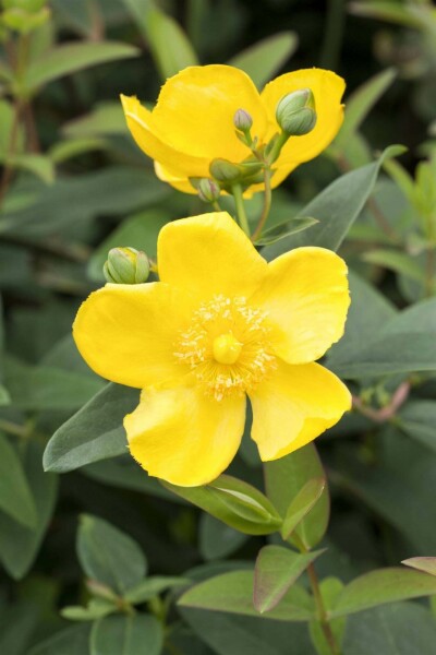 Hypericum 'Hidcote' C1,5 20-30
