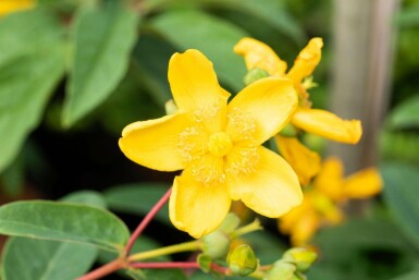 Hertshooi Hypericum 'Hidcote' struik 20-30 C1,5 Hypericum 'Hidcote' struik 20-30 cm