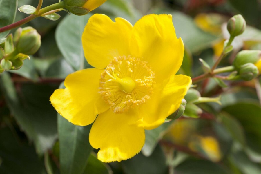Hertshooi Hypericum 'Hidcote' struik 30-40 C2 Hypericum 'Hidcote' struik 30-40 cm