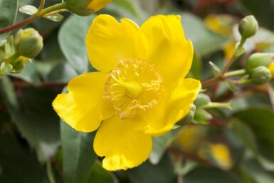Hertshooi Hypericum 'Hidcote' struik 30-40 C2 Hypericum 'Hidcote' struik 30-40 cm