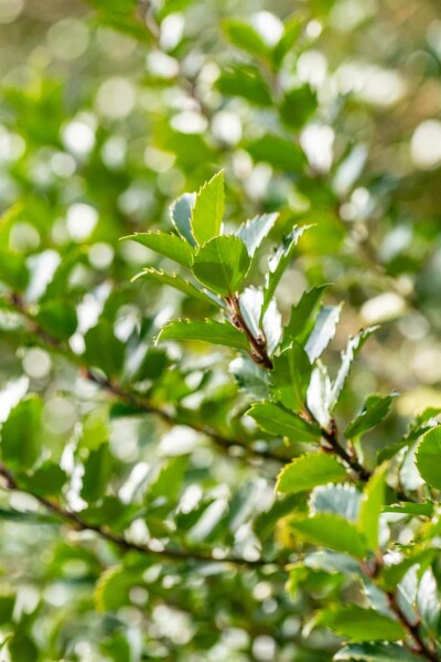 Ilex meserveae 'Blue Princess' C3 50-60