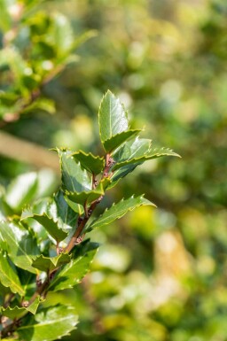 Ilex meserveae 'Blue Princess' C3 50-60