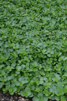 Ereprijs Veronica repens 5-10 Pot P9 Veronica repens