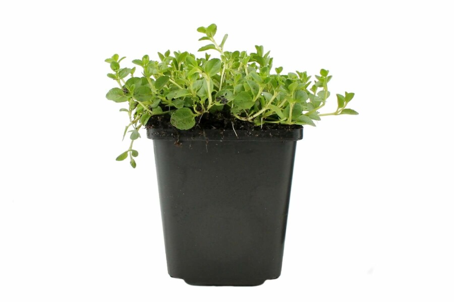 Ereprijs Veronica repens 5-10 Pot P9 Veronica repens