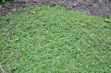 Ereprijs Veronica repens 5-10 Pot P9 Veronica repens