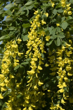 Gouden regen Laburnum watereri 'Vossii' struik Laburnum × watereri 'Vossii'