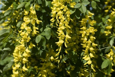 Gouden regen Laburnum watereri 'Vossii' struik Laburnum × watereri 'Vossii'
