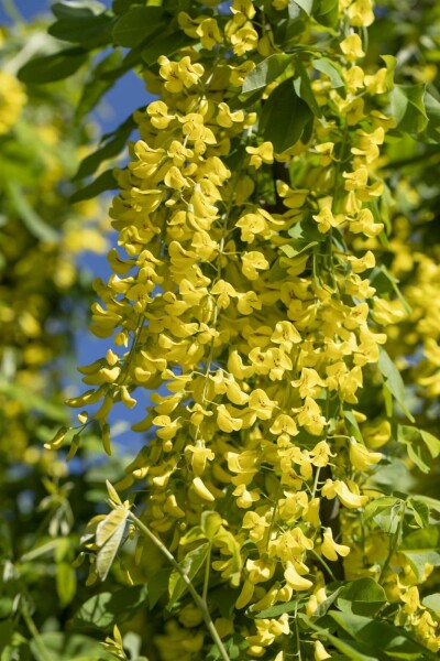 Laburnum anagyroides C5 150-175