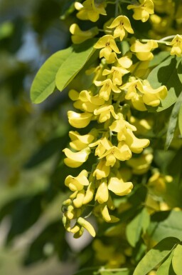Goudenregen Laburnum anagyroides struik 150-175 C5 Laburnum anagyroides struik 150-175 cm