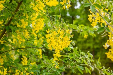 Laburnum anagyroides C5 150-175