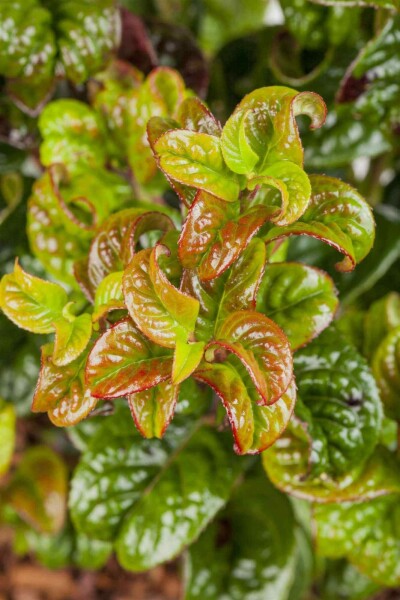 Leucothoe axillaris 'Curly Red' C2 20-25