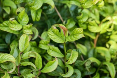Leucothoe axillaris 'Curly Red' C2 20-25