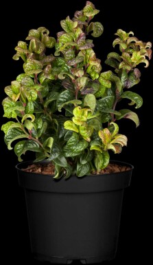 Leucothoe axillaris 'Curly Red' C2 20-25