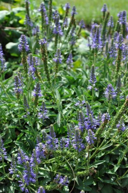 Ereprijs Veronica spicata 'Inspire Blue' 5-10 Pot P9