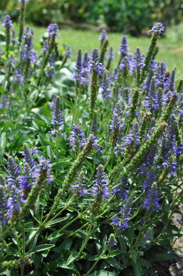 Ereprijs Veronica spicata 'Inspire Blue' 5-10 Pot P9