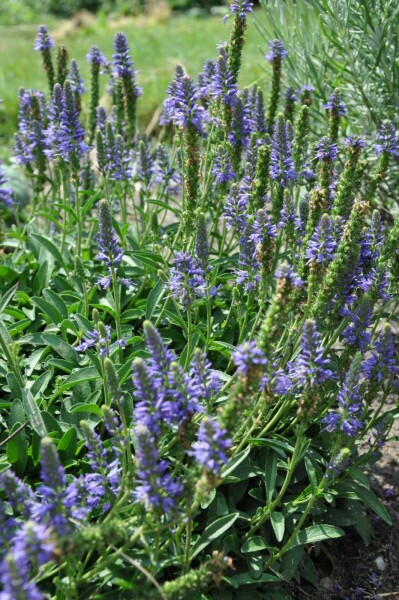 Ereprijs Veronica spicata 'Inspire Blue' 5-10 Pot P9
