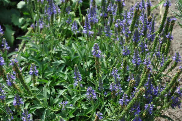Ereprijs Veronica spicata 'Inspire Blue' 5-10 Pot P9