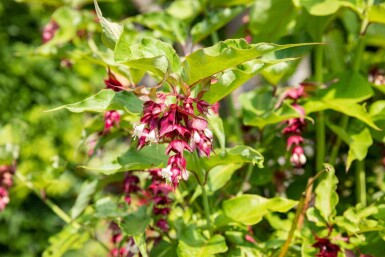 Leycesteria formosa C3 40-45
