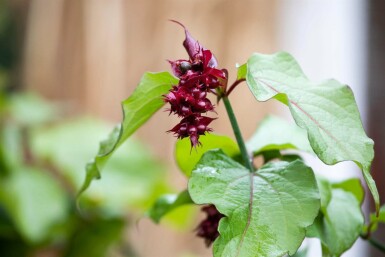 Leycesteria formosa C3 40-45