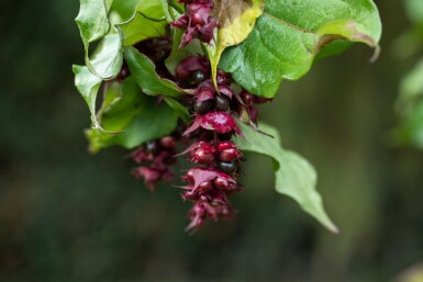 Leycesteria formosa C3 40-45