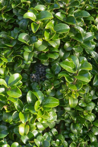 Ligustrum japonicum 'Rotundifolium' C3 25-30