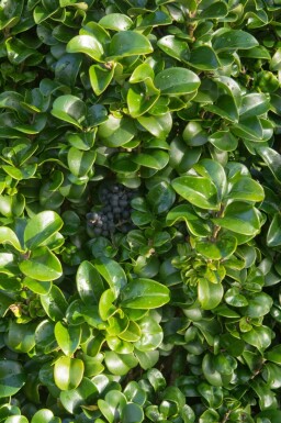 Ligustrum japonicum 'Rotundifolium' C3 25-30