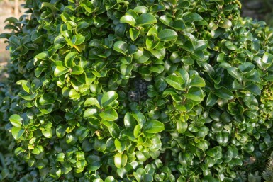 Ligustrum japonicum 'Rotundifolium' C3 25-30