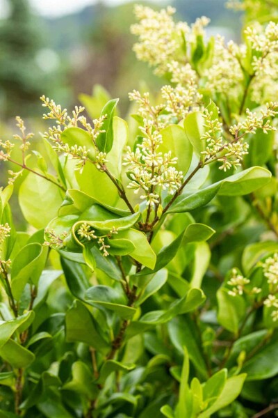 Ligustrum japonicum 'Texanum' C3 30-40