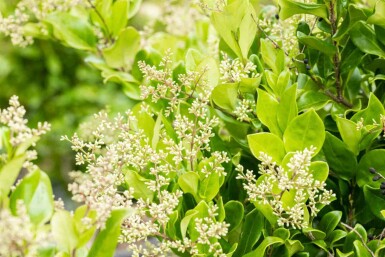Ligustrum japonicum 'Texanum' C3 30-40